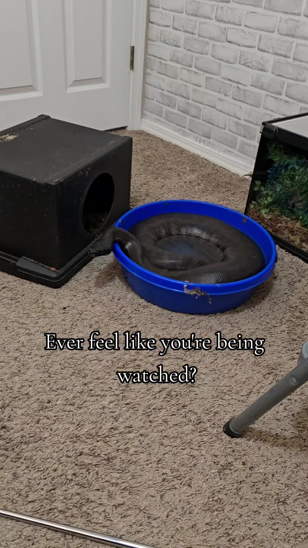 @MoonlitMorphs