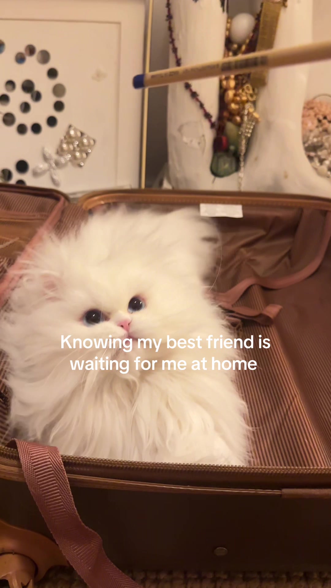 @Saana Mirzaie