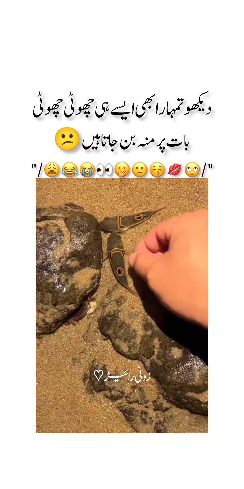 @*&bull;.&cedil;♡زونی✨🌙💗♡&cedil;.&bull;*