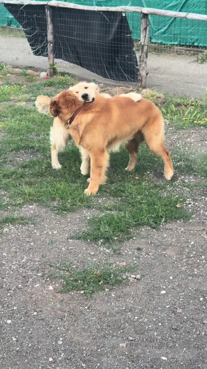@My funny dog 🐶