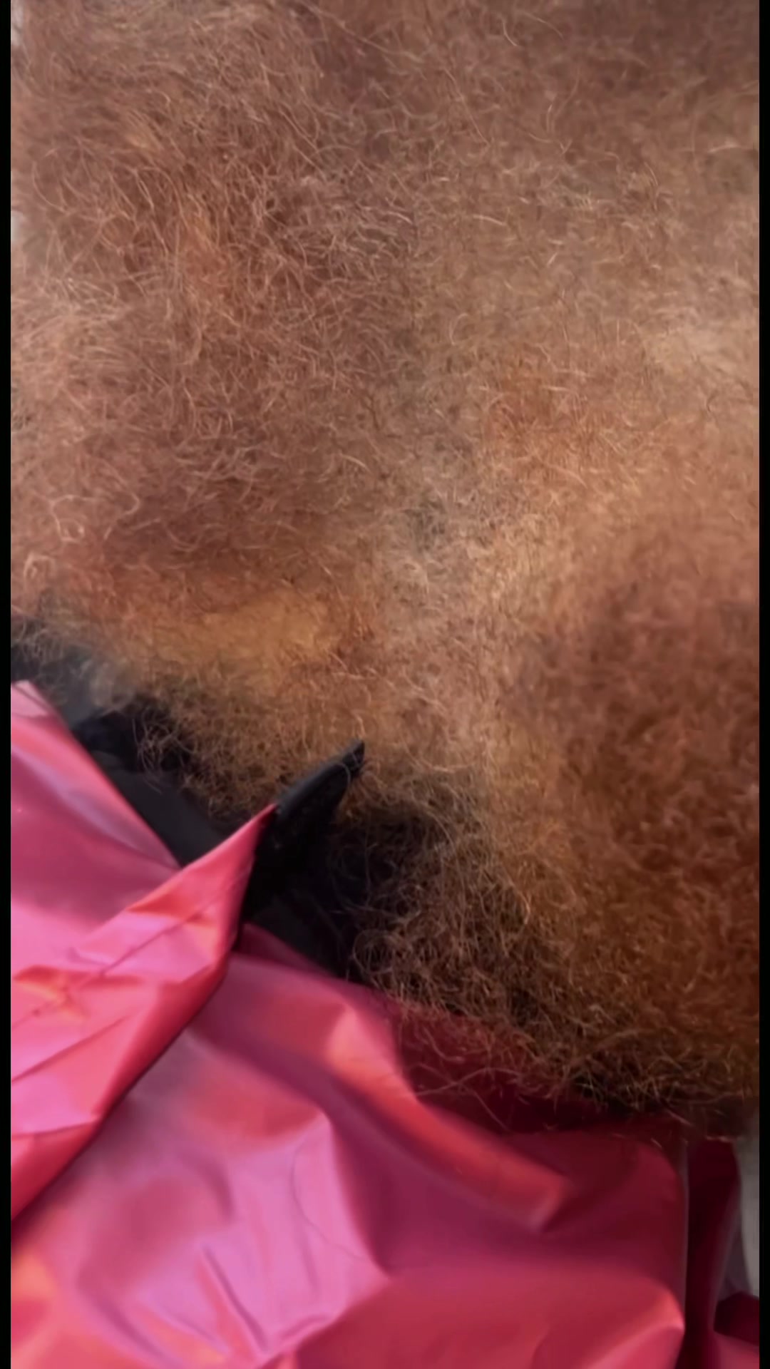 @nettaloczit