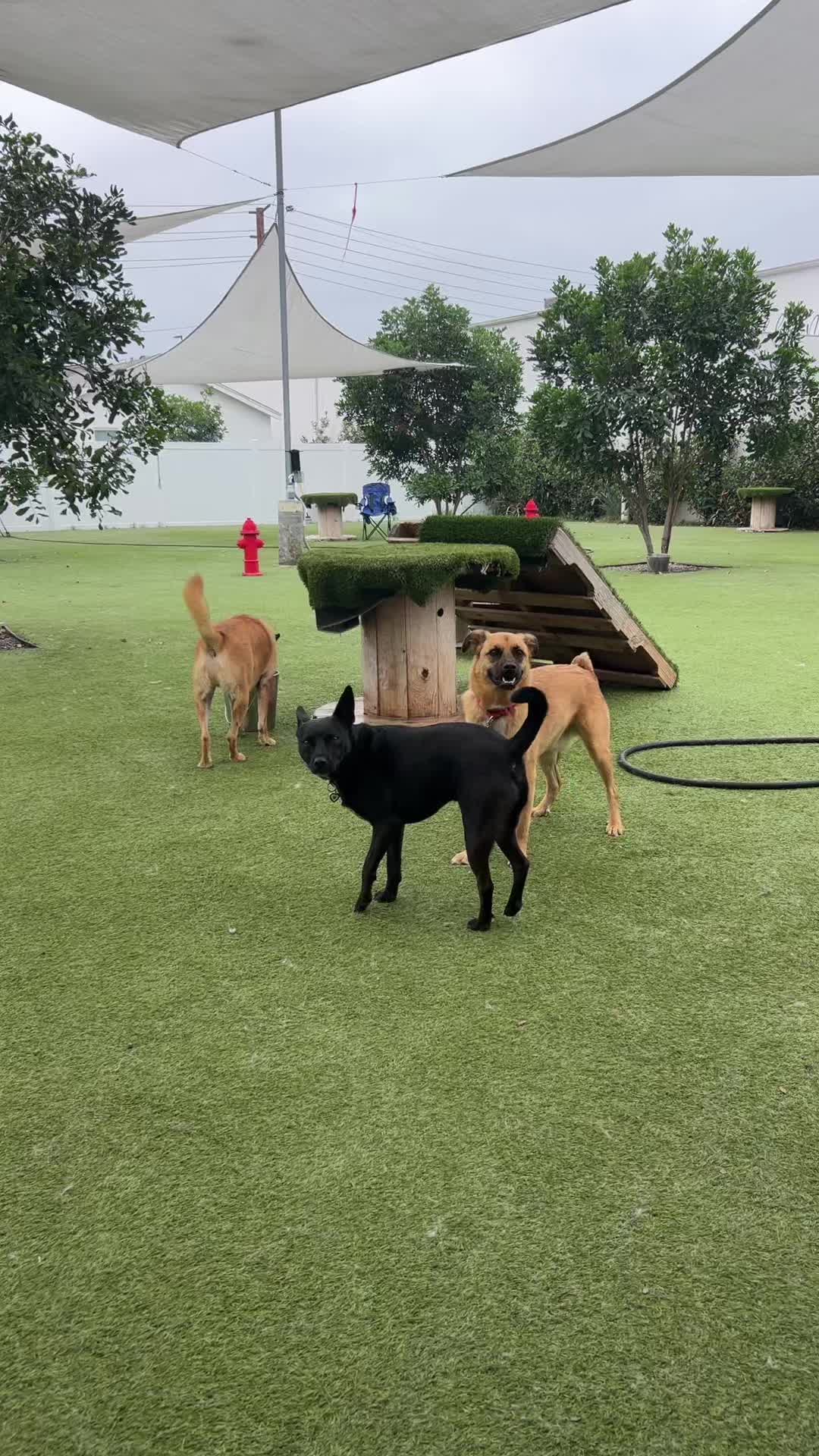 @Bed Bark and Beyond