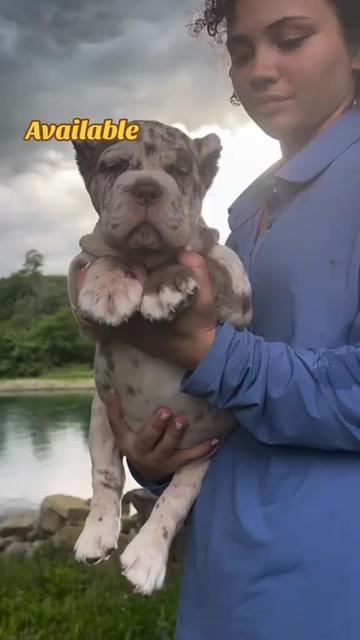 @North America Mastiff Founder