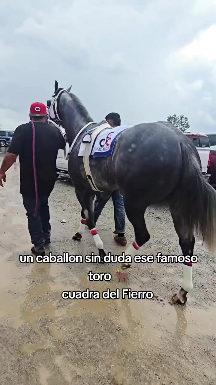 @carriles altos de jalisco🐎