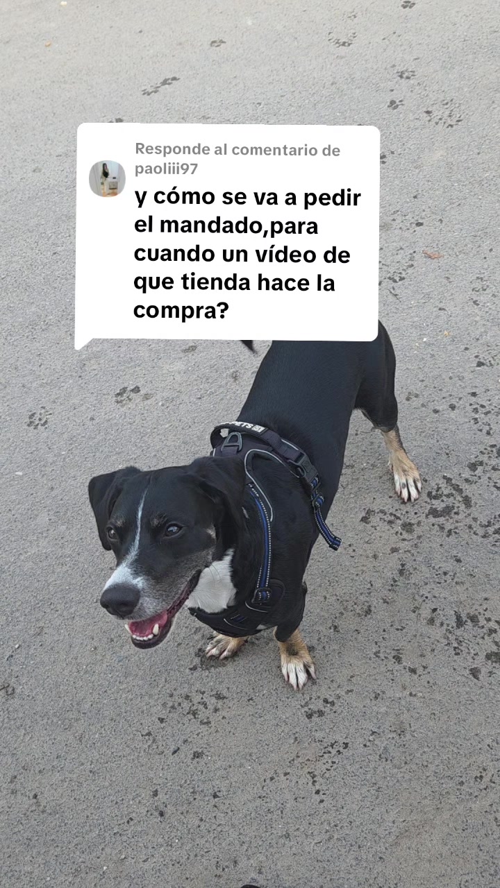 @Thor y Linda 🐾🐕❤️
