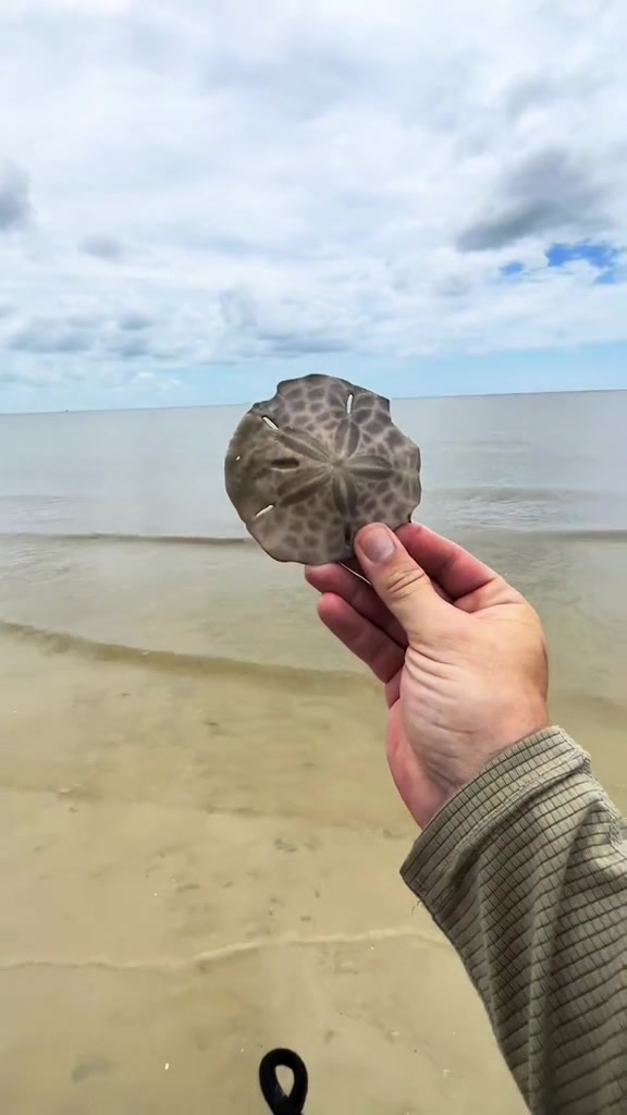 @Southwest Florida Shelling
