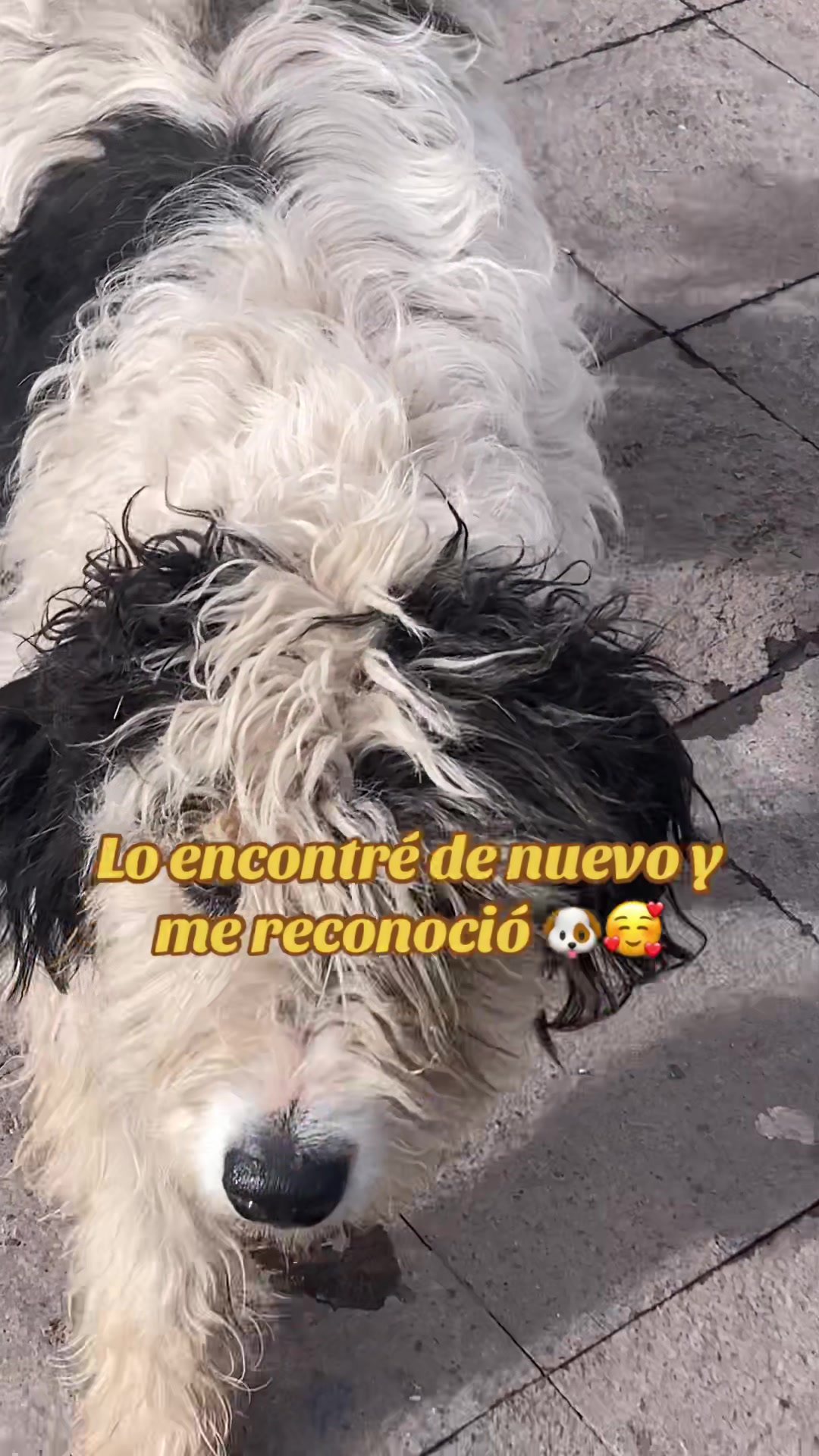 @Rosseita❤️🩹🖤