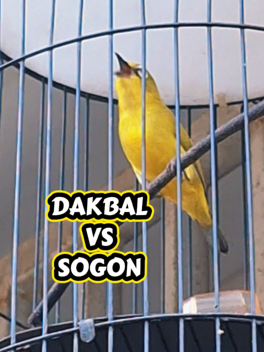 @totalbukpar