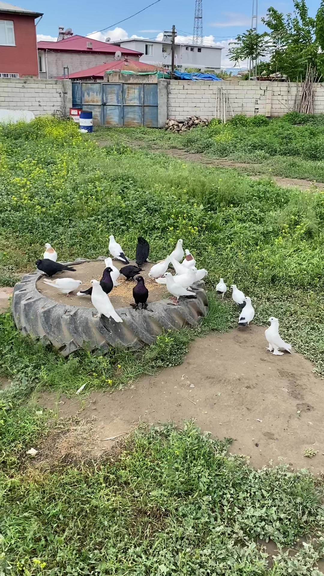 @Özkan Ulurak