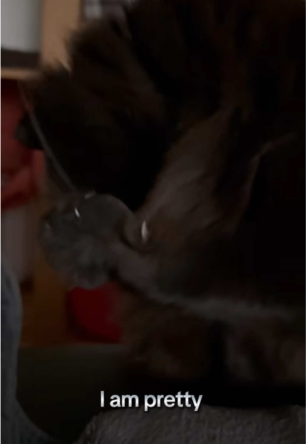 @Sir FluffyButt,the cat🇨🇦🇺🇦