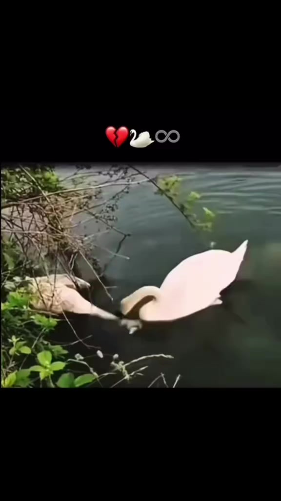 @عــتـــ⃪𔘓̸ـــب 𓆩