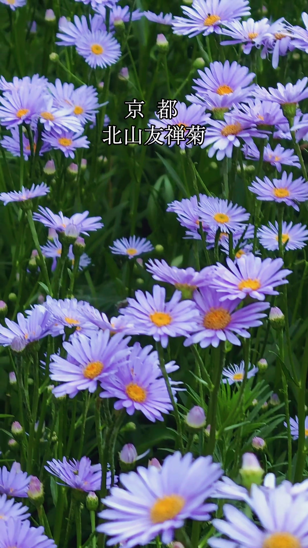 @kyoto_ken