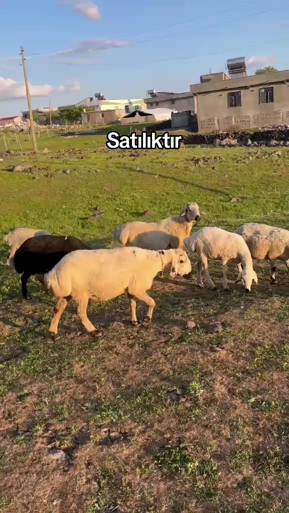 @welat_82