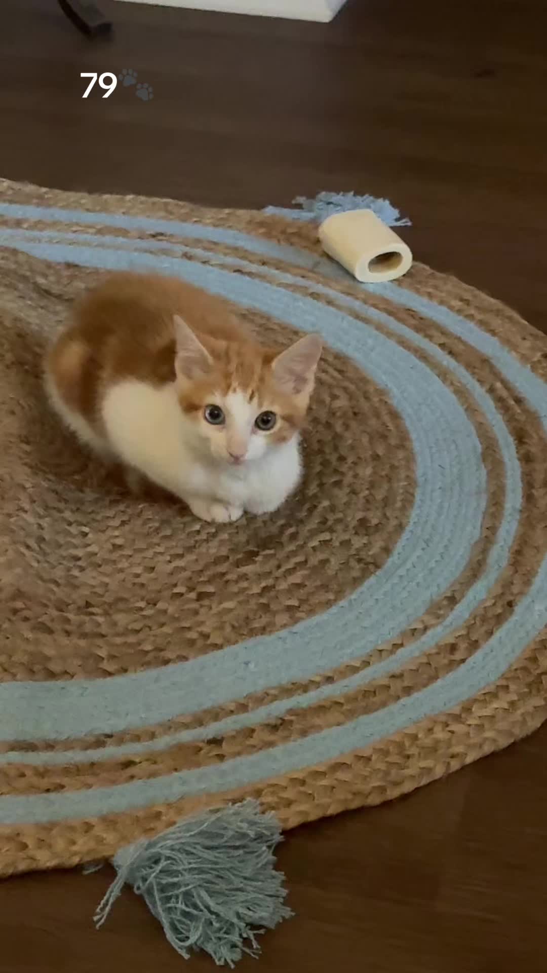 @Kittenluv #79🐾