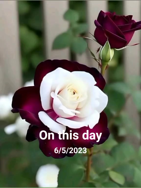 @cute ayesha 65