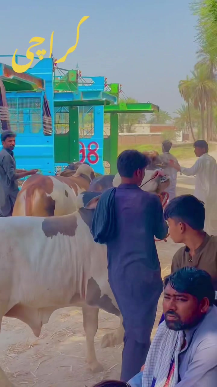 @Ustad Jee Cattle Farm