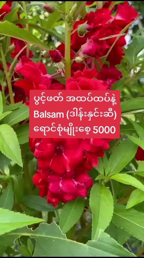 @Floral Village