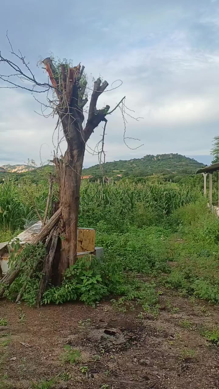 @Amante da natureza