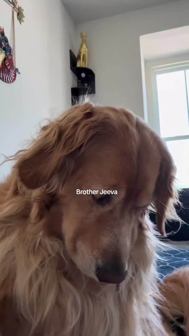 @J E E V A