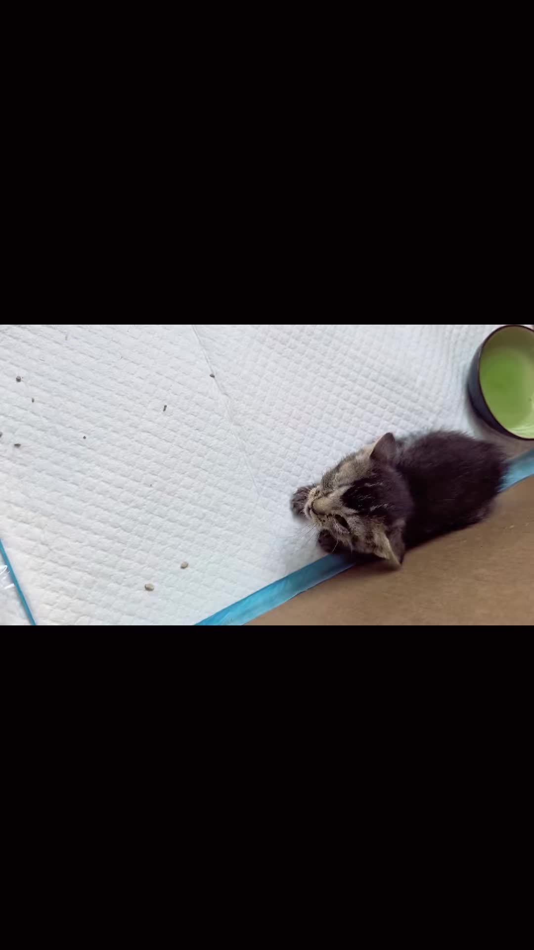 @BuffyTheKittenSpayer
