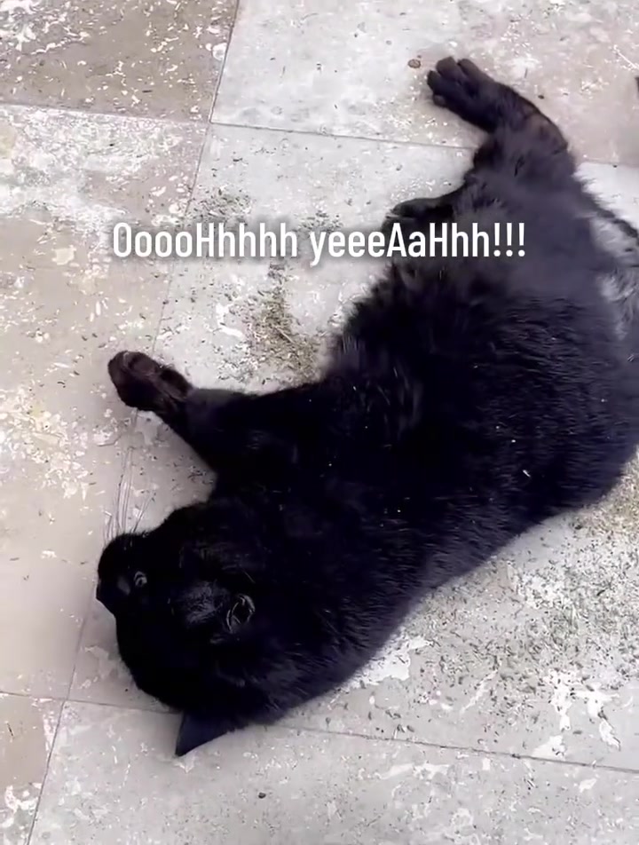 @Meow Meow