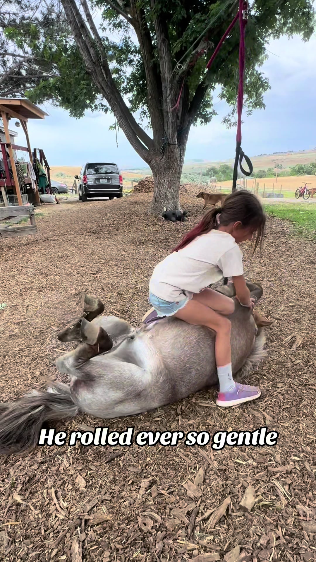 @Hot Sauce the Mini horse 🐎