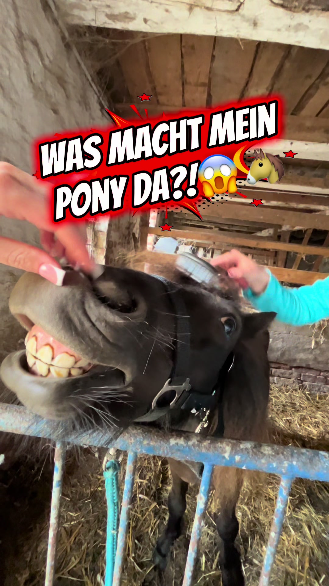 @kht_horselife