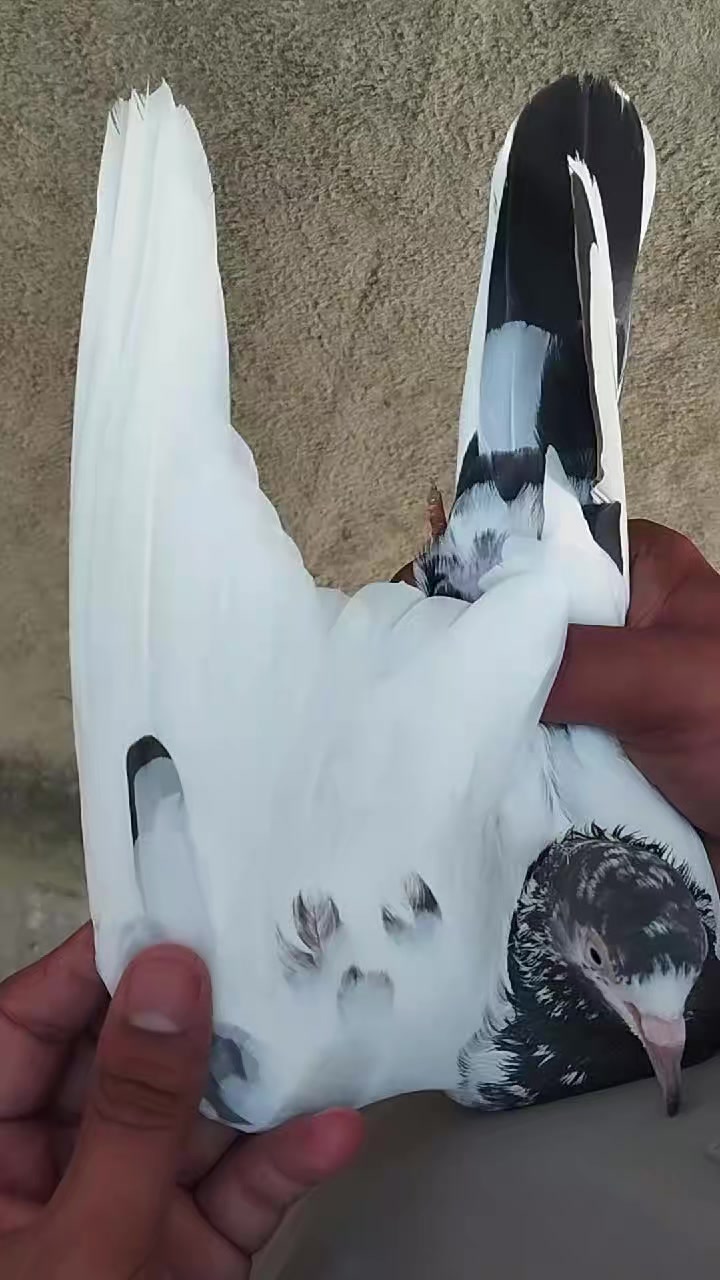 @سکندرپور پیجن👑