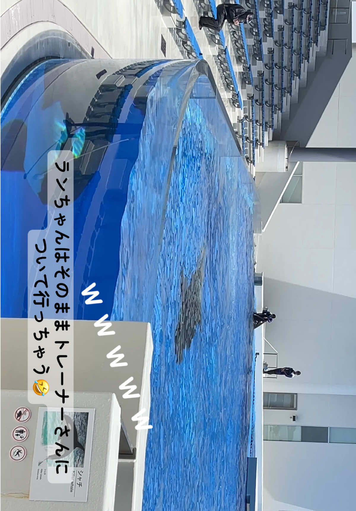 @️🫍シャチが癒し️🌈️️🫧