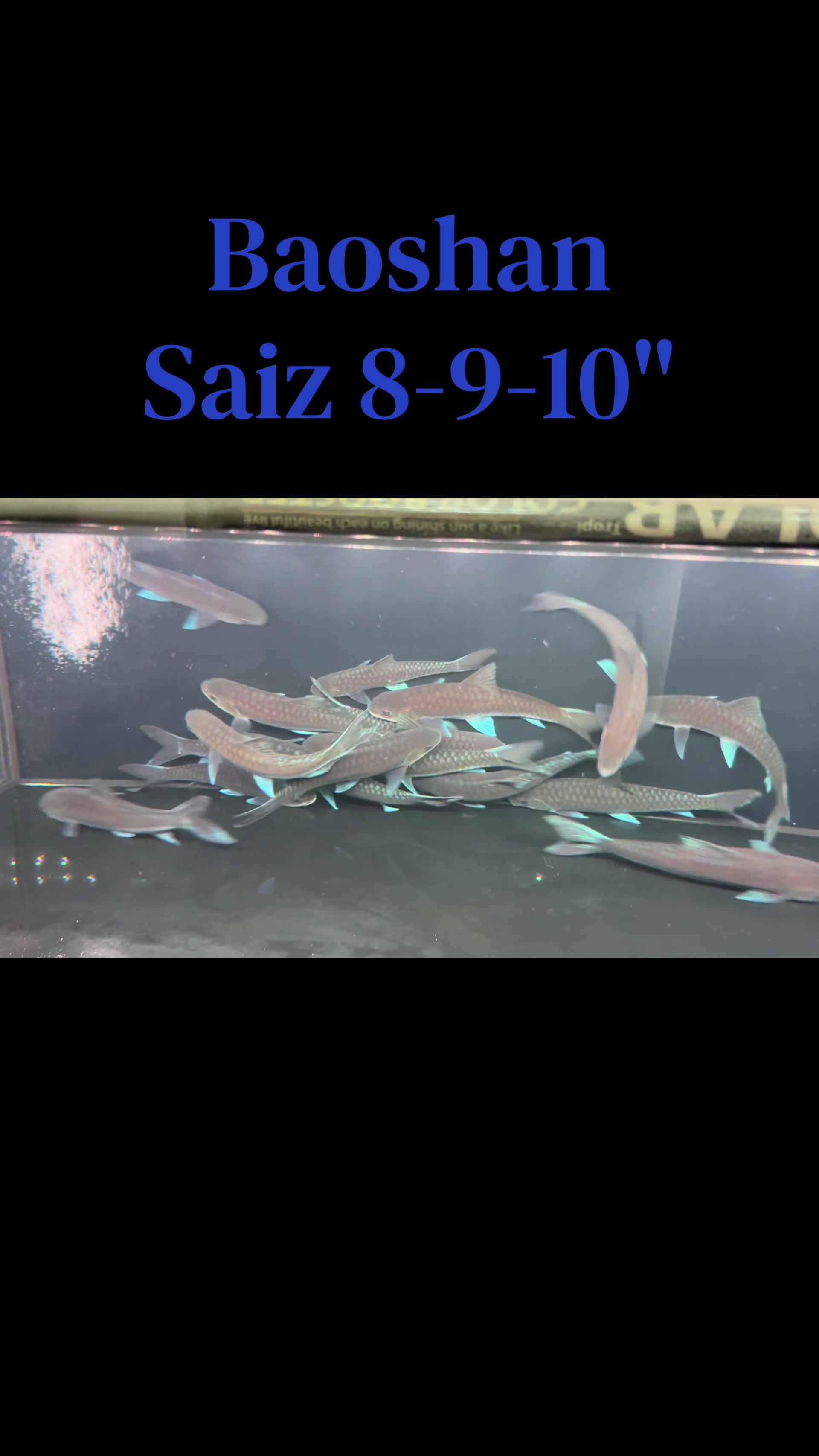 @Din_BB Aquatic