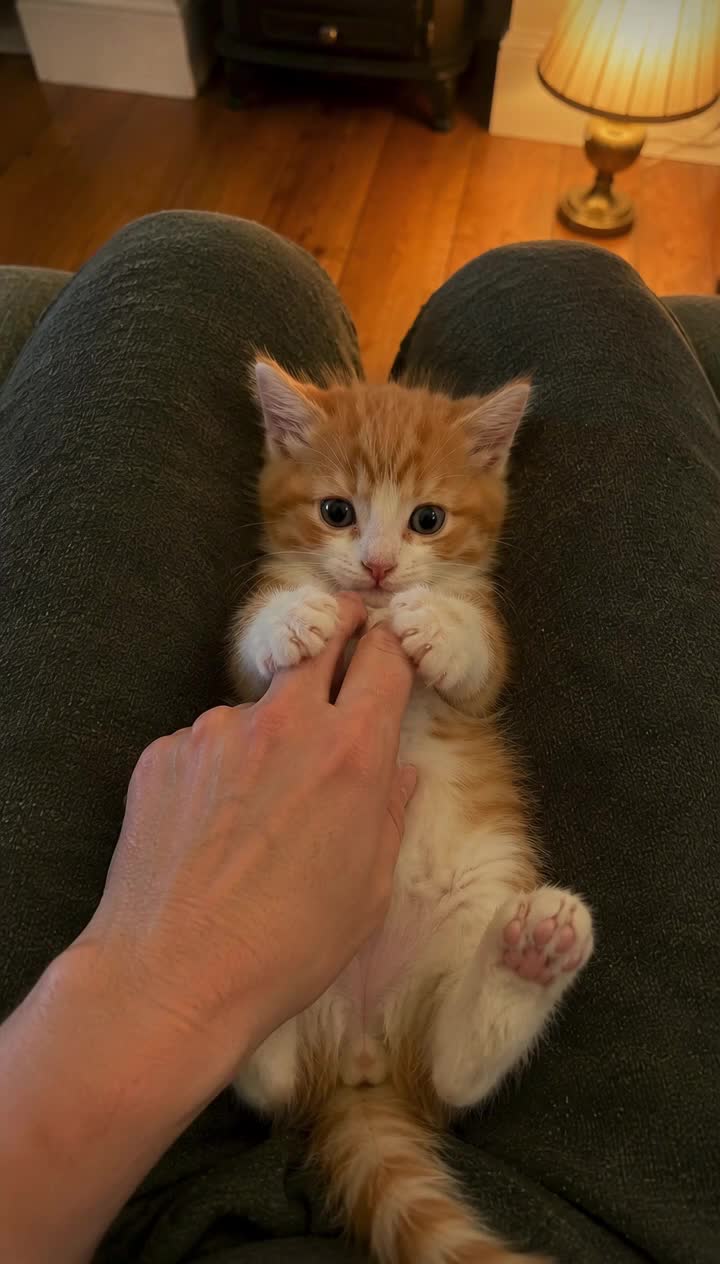 @Relatable Paws
