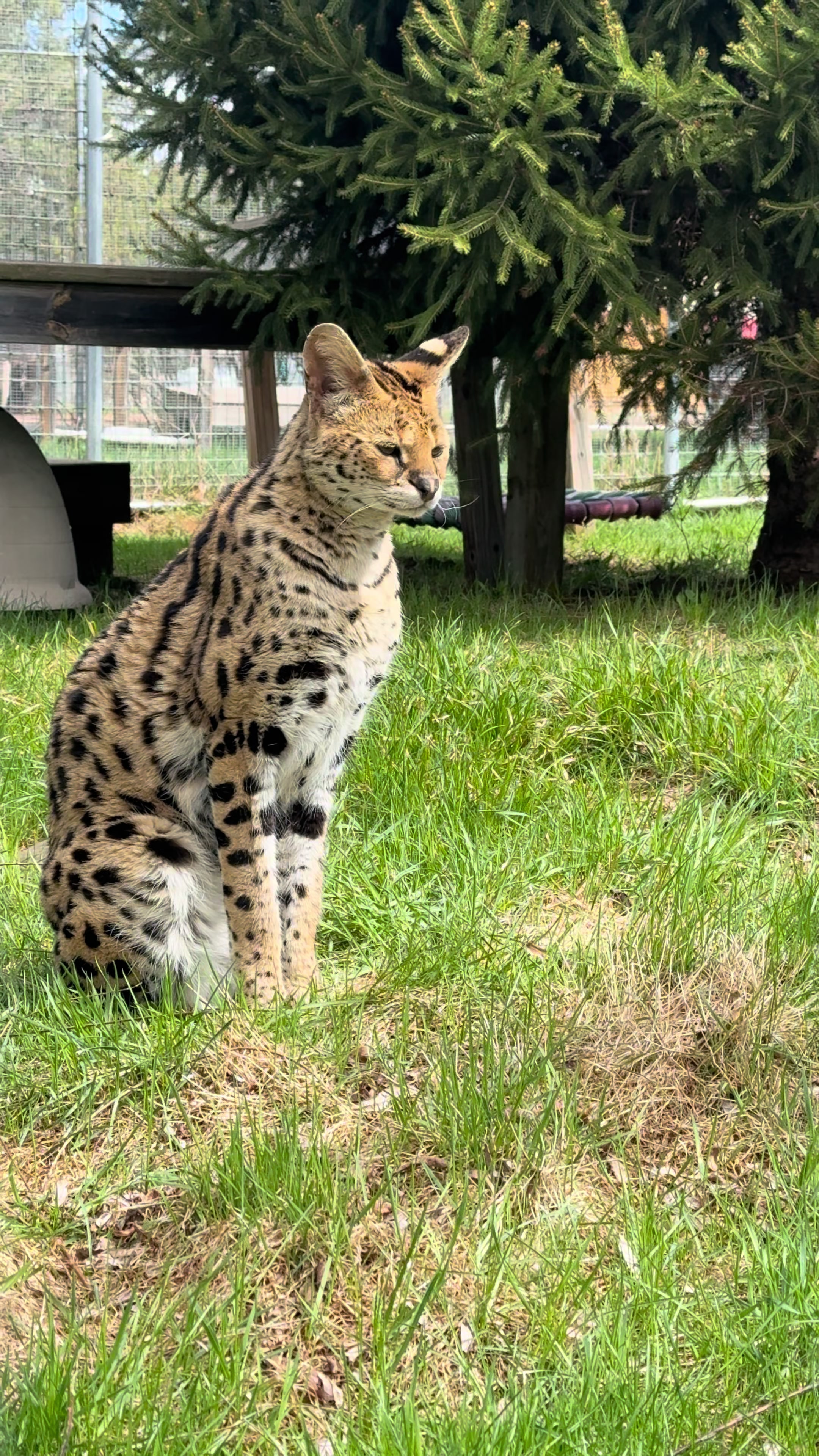 @The Wildcat Sanctuary