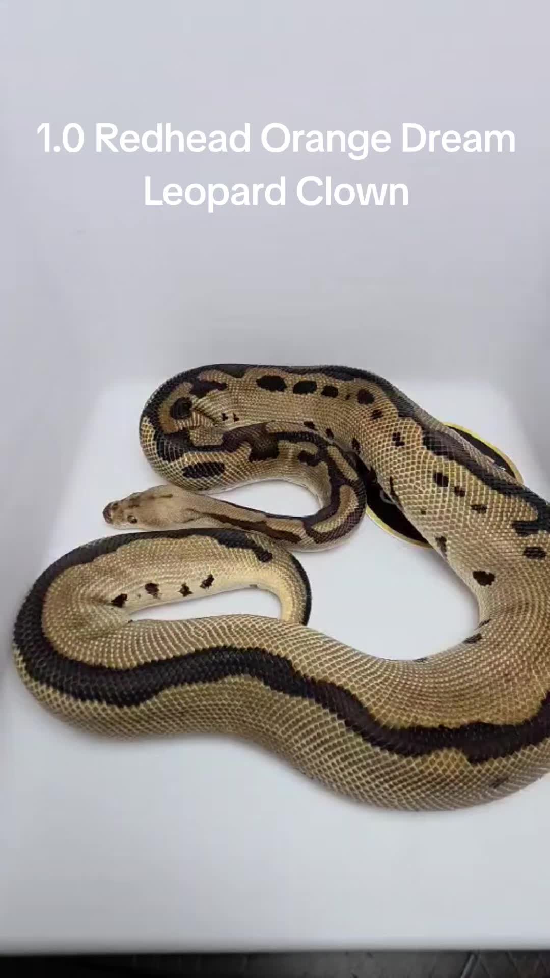 @Proxima Reptilis