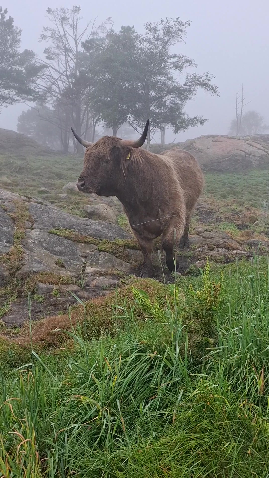 @Highland.Bull