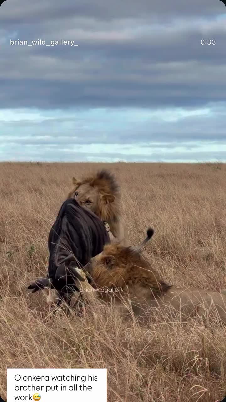 @lion_world5