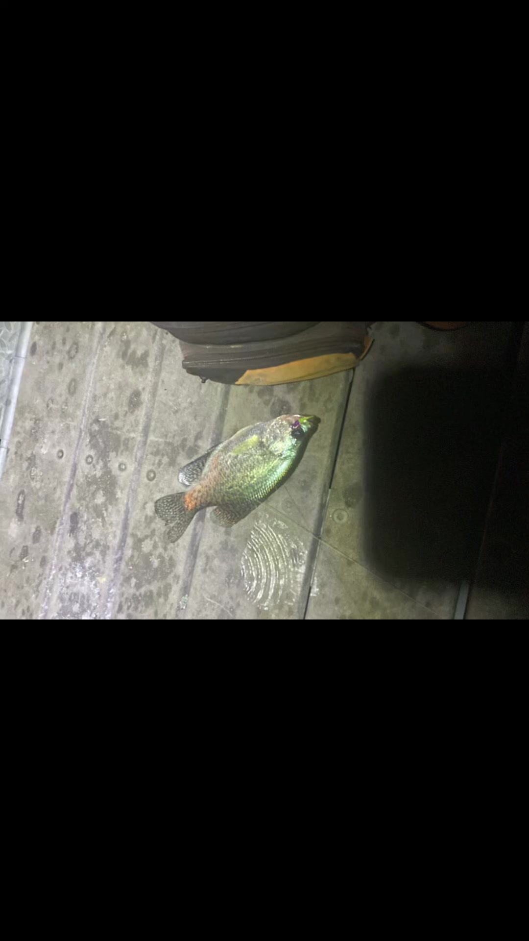@Dave’s Lazy Baits 🇺🇸 🇰🇭