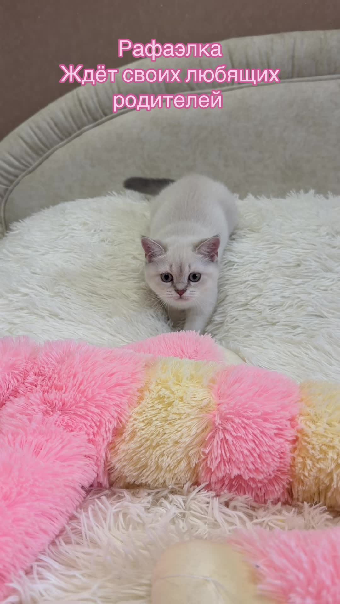 @Cat&Kittens