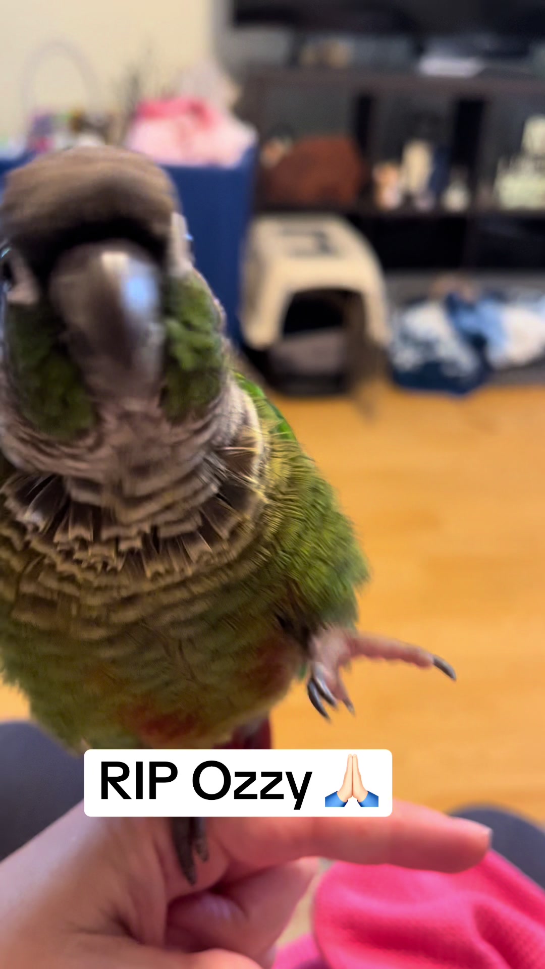@Houdini 🦜🧚&zwj;♀️💕