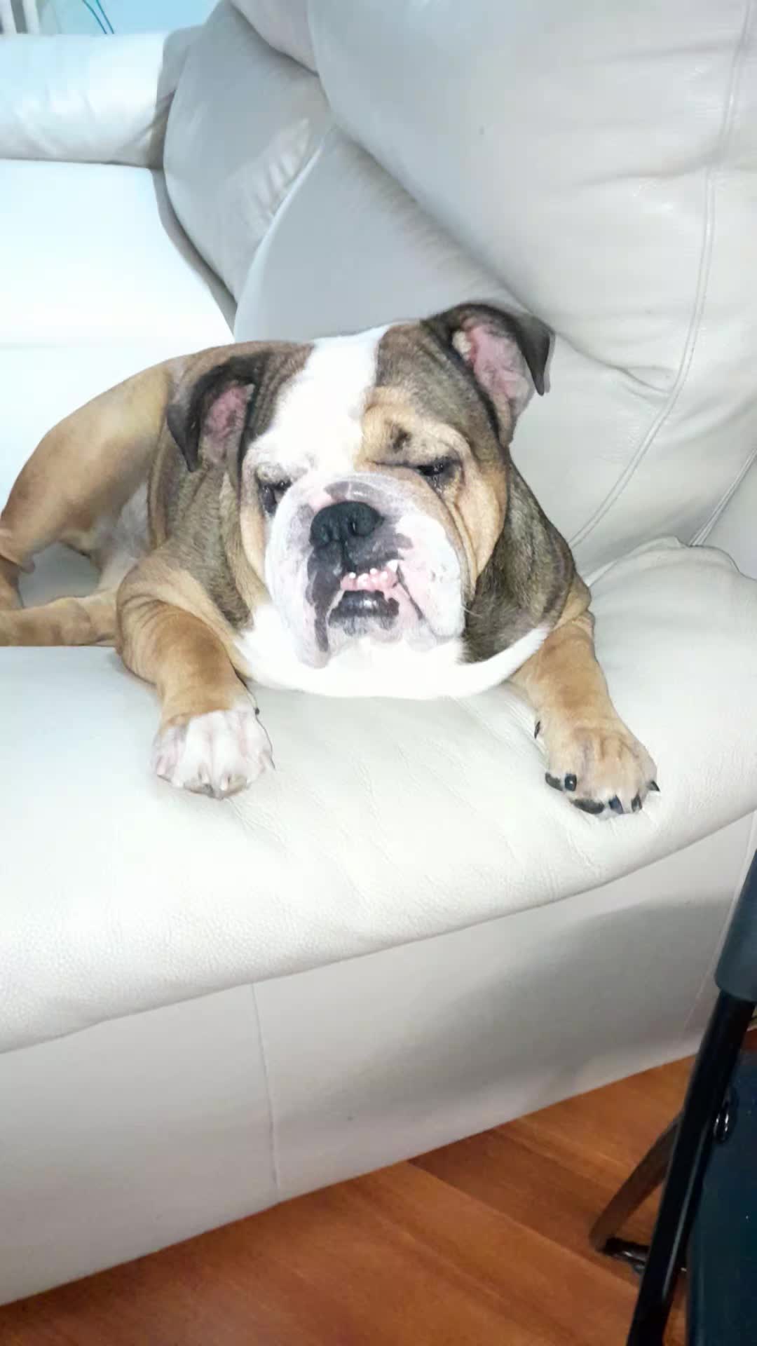 @Cri🐾M❤️rghy🐾labulla❤️