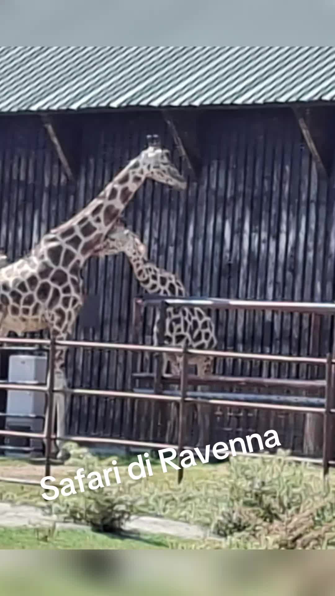 @barbara