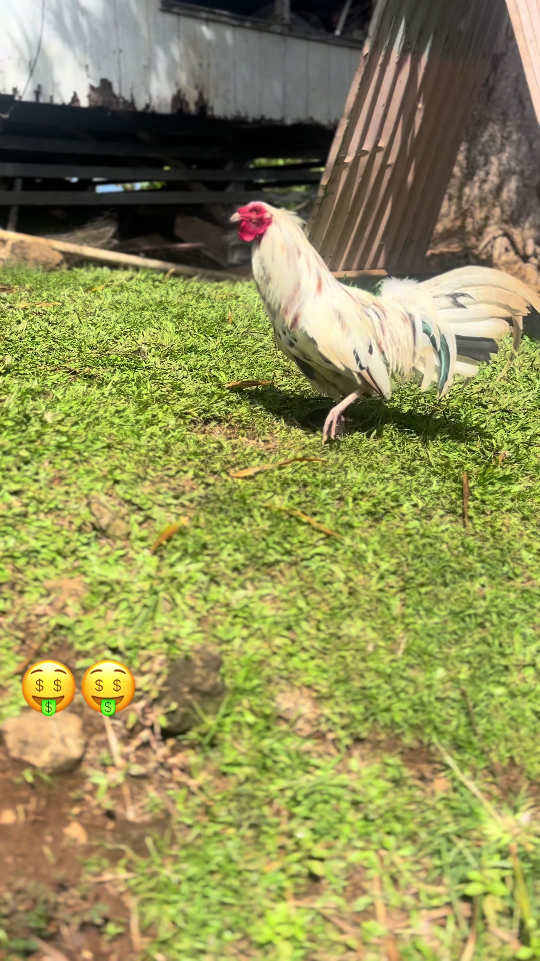 @ltowngamefowl