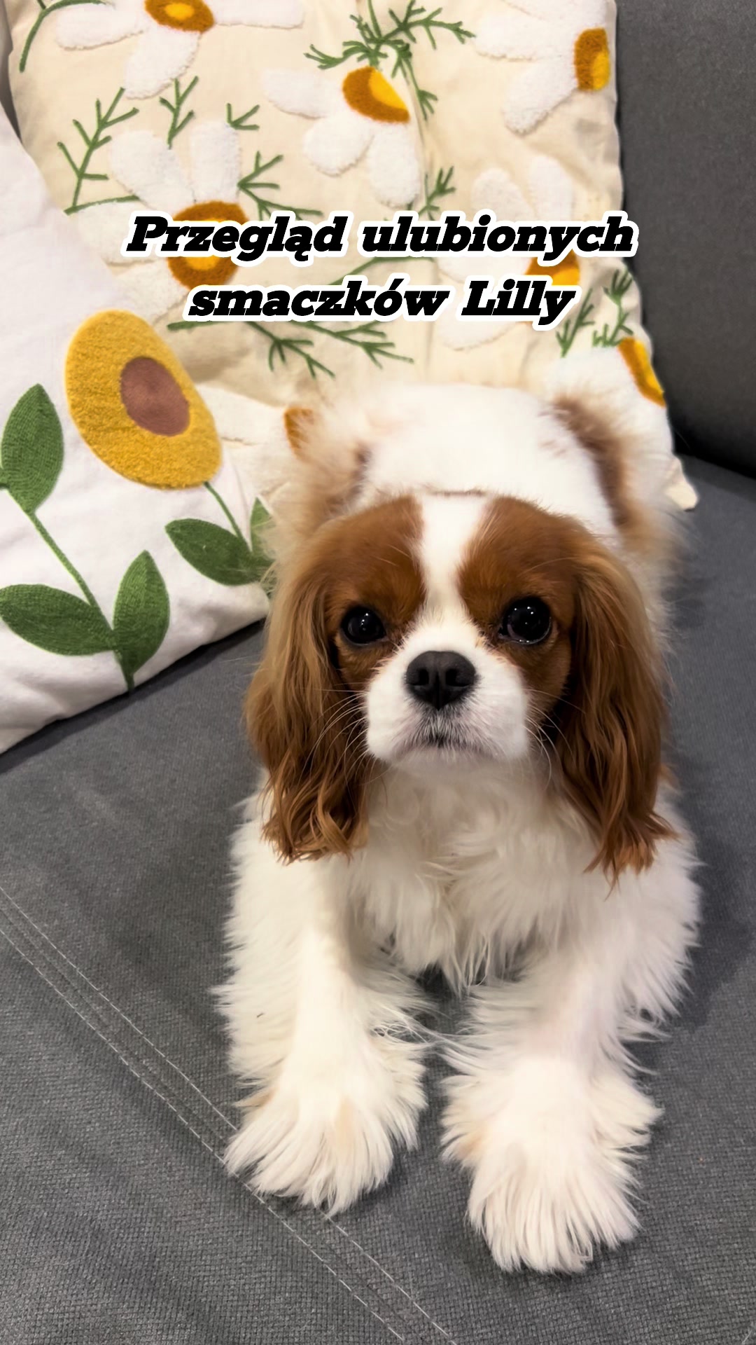 @Lilly Cavalier 🐶