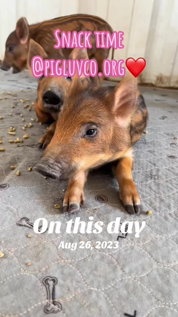 @Pig Luv Co