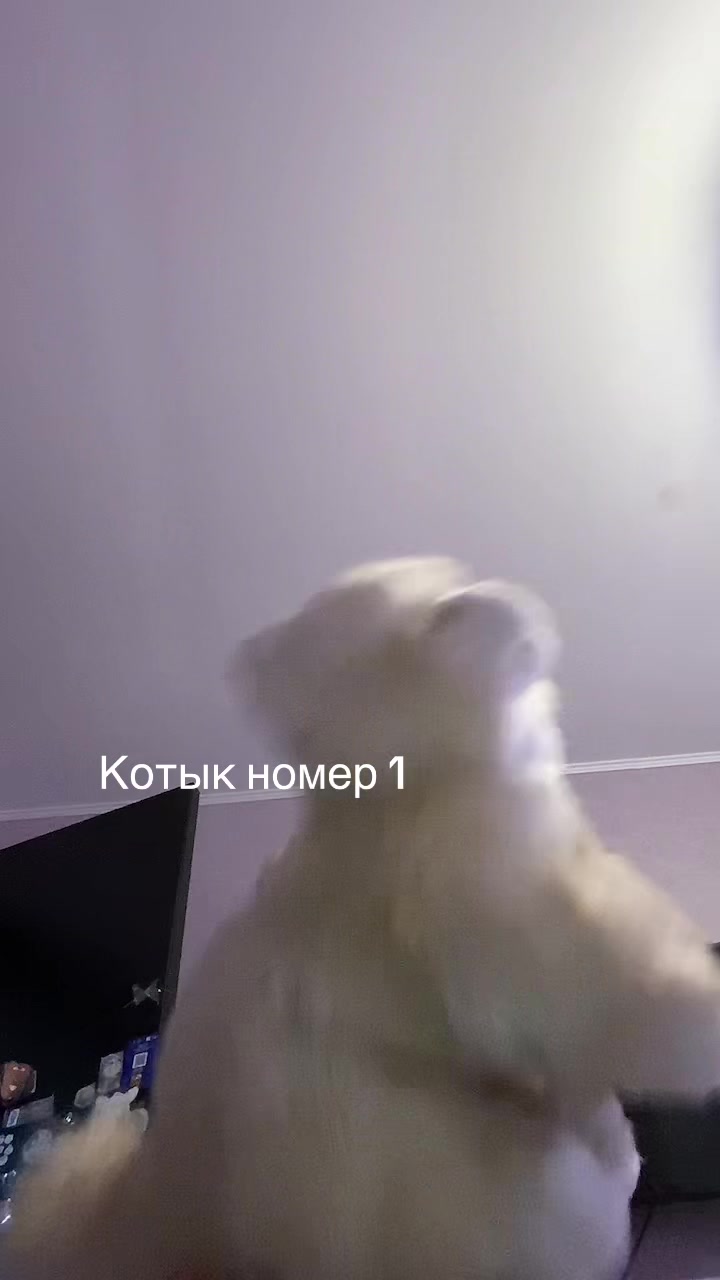 @🍥🍵фёрби Баунти(> w <)🍙🍢