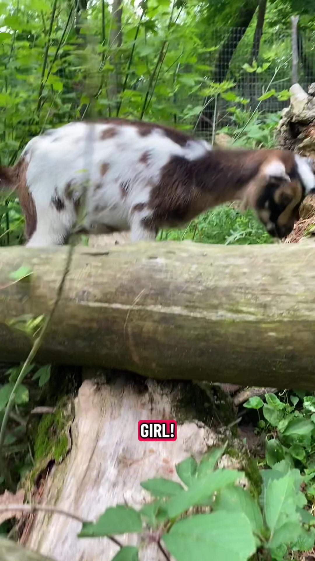 @G.O.A.T.Goats (Meara)