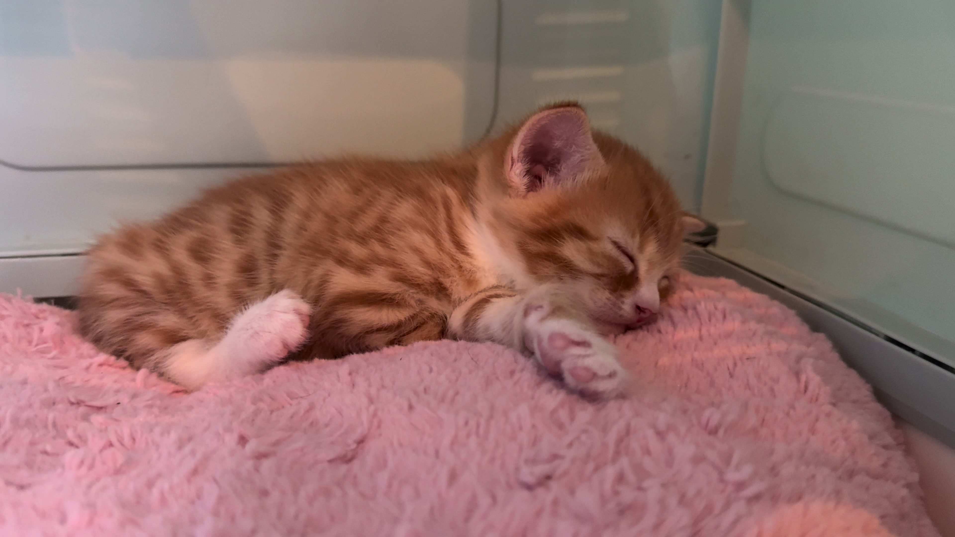 @Gatos todos os dias