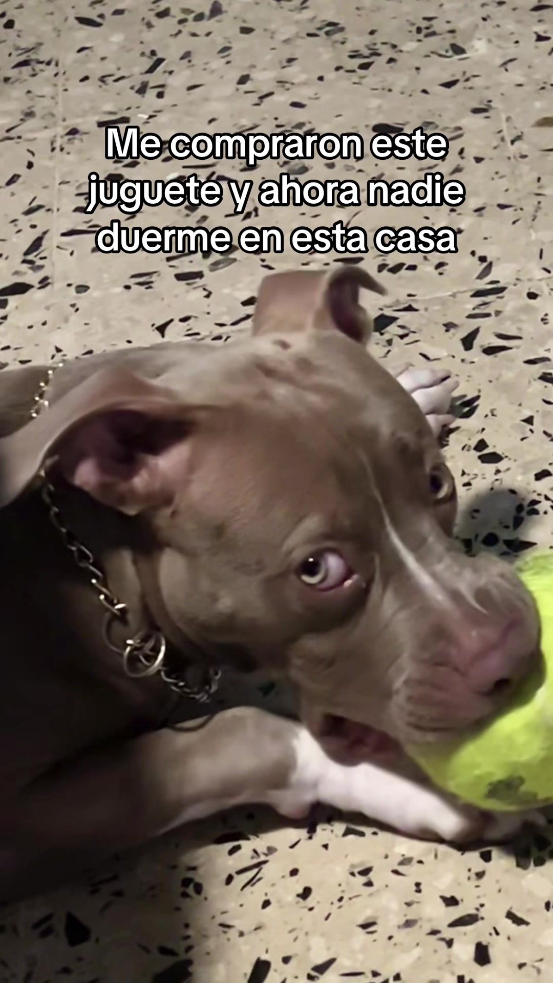 @Thor El Pitbull