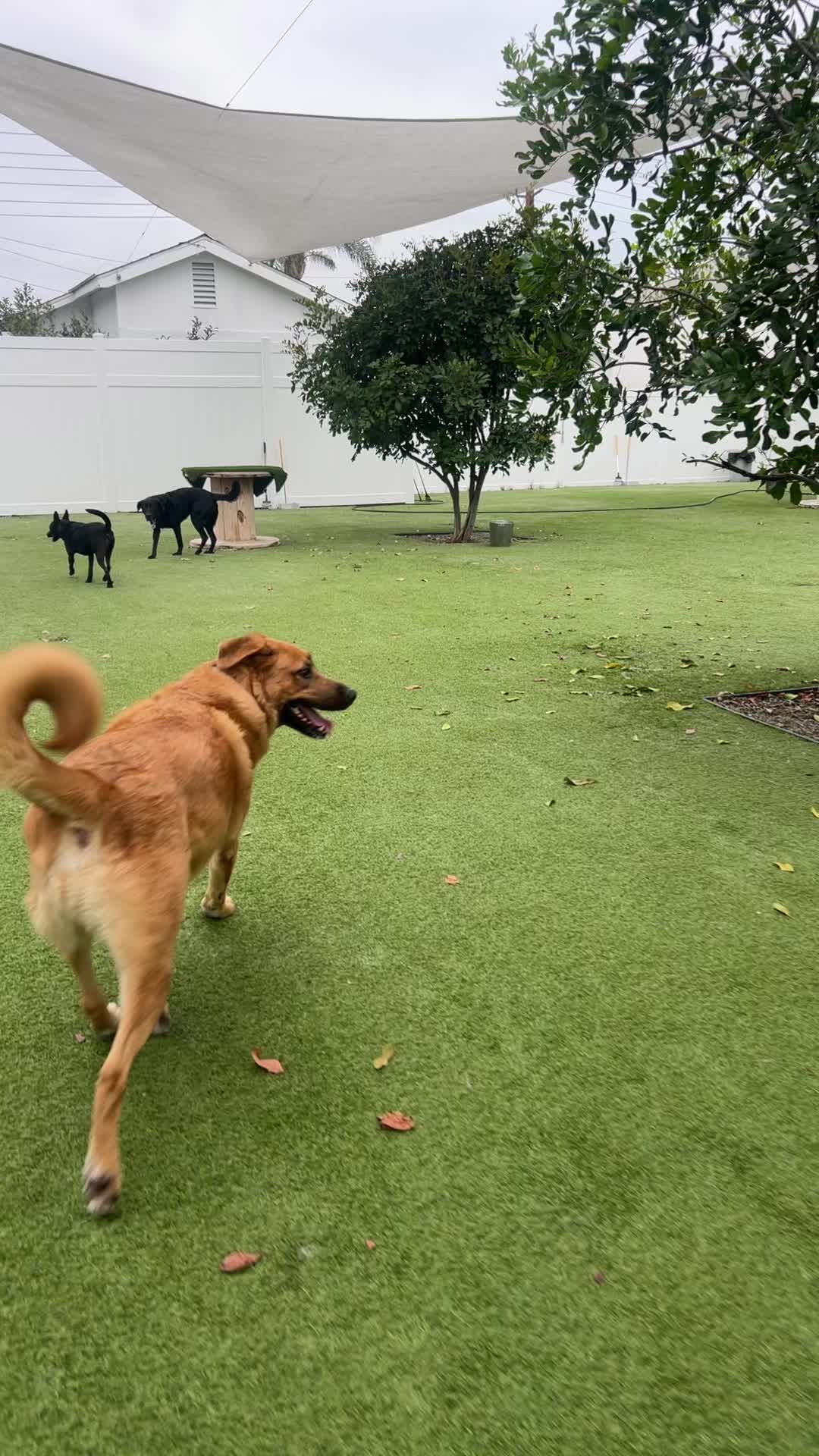 @Bed Bark and Beyond