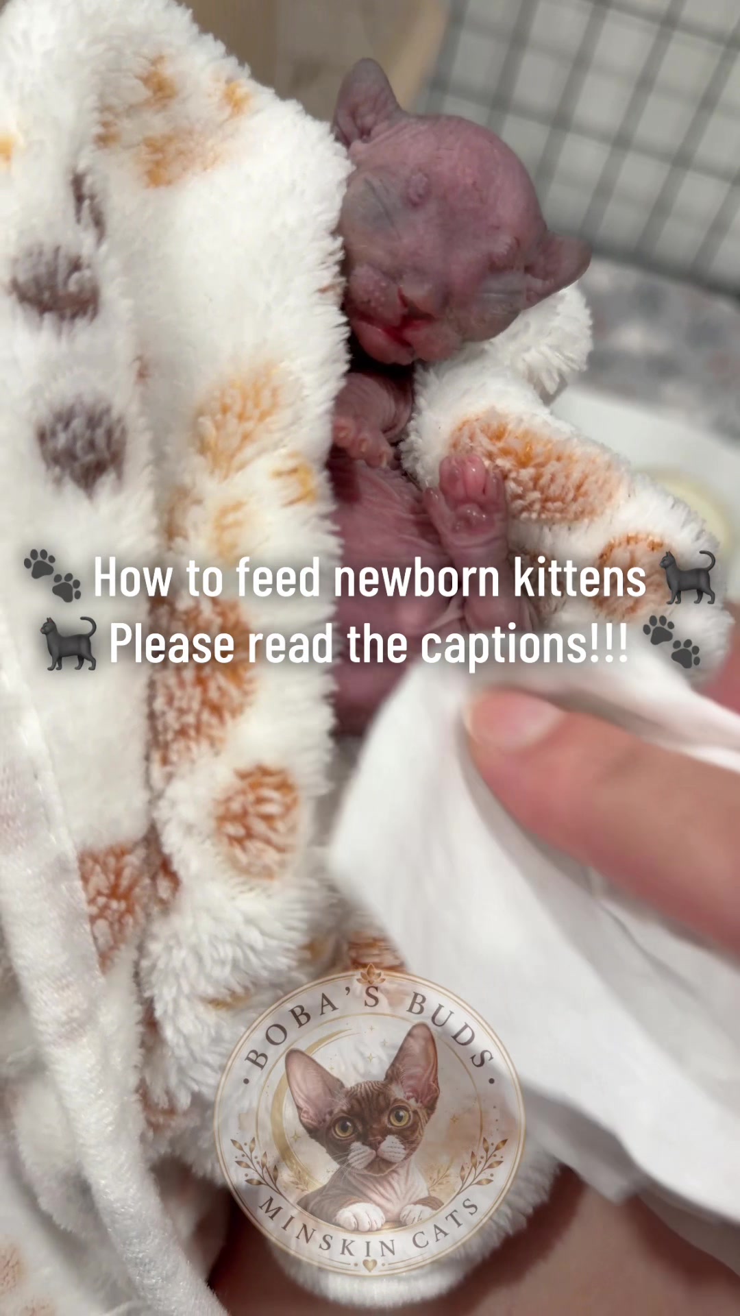 @Boba’s Buds Minskin Cats