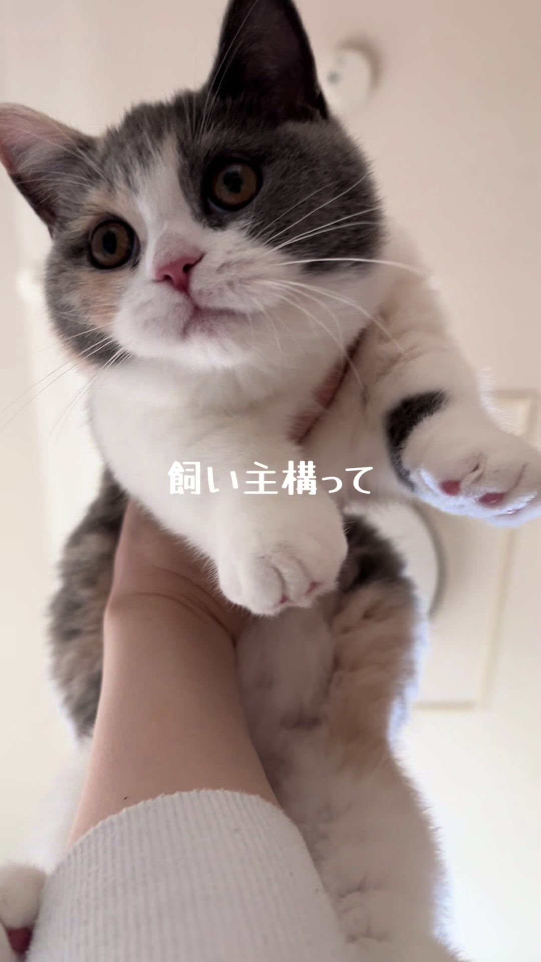 @うにぽて